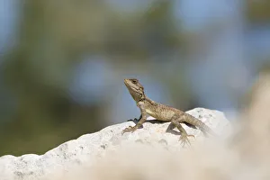 Agamidae Prints: Starred agama (Stellagama stellio cypriaca) basking on rock. Cyprus. April