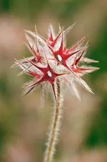 Rosanae Prints: Starry clover (Trifolium stellatum) fruiting head with red calyx
