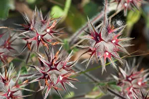 Rosanae Prints: Starry clover (Trifolium stellatum) fruiting head with red calyx