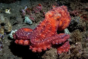 Mollusca Prints: Starry night octopus (Callistoctopus luteus) moving across seabed at night