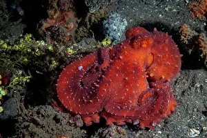 Mollusca Prints: Starry night octopus (Callistoctopus luteus) resting on seabed at night