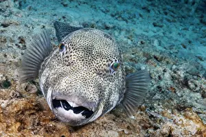 Tetraodontiformes Prints: Starry puffer (Arothron stellatus) portrait