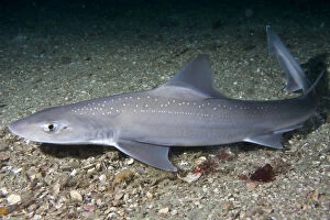 Marine Life of the Channel Islands by Sue Daly Gallery: Starry smooth-hound shark (Mustelus asterias) resting on seabed, Channel Isles, UK