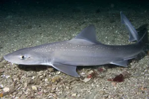 Temperate Prints: Starry smooth-hound shark (Mustelus asterias) resting on seabed, Channel Isles, UK