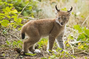 Startled Eurasian lynx (Lynx lynx) kitten, aged eight weeks
