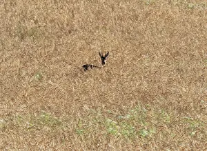 Cultivated Prints: Steenbok (Raphicerus campestris) hiding in a wheat field