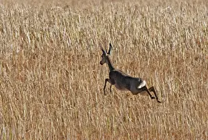 Cultivated Prints: Steenbok (Raphicerus campestris) running through a wheat field