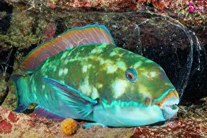 Scaridae Prints: Steephead parrotfish (Chlorurus microrhinos)