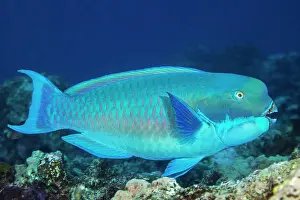Scaridae Prints: Steephead Parrotfish (Chlorurus microrhinos) male swimming above reef