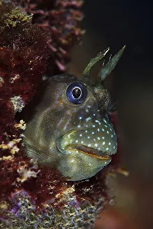 Stellar rockskipper (Entomacrodus stellifer) hiding in a barnacle. Sai Kung East Country Park