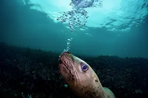 Eared Seal Prints: Steller sea lion (Eumeptopias jubatus) blowing bubbles underwater