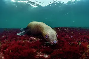 Eared Seal Prints: Steller sea lion (Eumeptopias jubatus) playing underwater