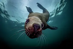 Eared Seal Prints: Steller sea lion (Eumeptopias jubatus) swimming underwater