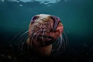 Eared Seal Prints: Steller sea lion (Eumeptopias jubatus) underwater portrait