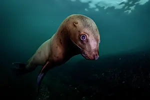 Eared Seal Prints: Steller sea lion (Eumeptopias jubatus) underwater portrait