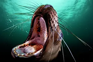 Steller sea lion (Eumetopias jubatus) with gaping mouth, underwater portrait, Hornby Island, British Columbia, Canada, Pacific Ocean