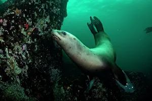 Eared Seal Prints: Steller sea lion (Eumetopias jubatus) swimming along reef wall