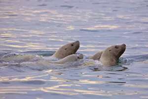 Images Dated 8th September 2020: Steller sea lions (Eumetopias jubatus) swimming in the Bering Sea near Verkhoturova