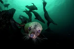 Eared Seal Prints: Steller sea lions (Eumetopias jubatus) group swimming underwater