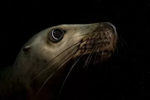 Steller sealion (Eumetopias jubata) underwater portrait, Vancouver Island, Canada, Pacific Ocean