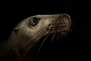 Images Dated 25th January 2022: Steller sealion (Eumetopias jubata) underwater portrait, Vancouver Island, Canada, Pacific Ocean