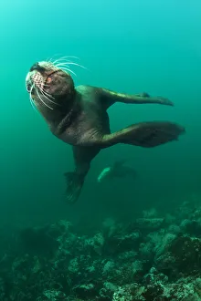 Steller sealion (Eumetopias jubatus) male charging past the camera. Race Rocks, Victoria