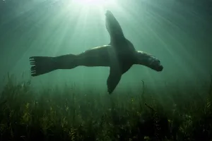 Light Ray Prints: Steller sealion (Eumetopias jubatus) swimming over seabed