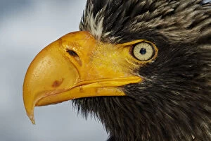Stellers Eagle (Haliaeteus pelagicus) close up of head and beak, Hokkaido, Japan