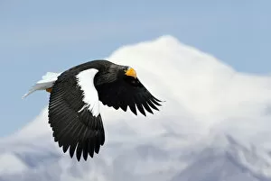 Images Dated 21st February 2014: Stellers Eagle (Haliaeteus pelagicus) flying past snowy mountain peak, Hokkaido