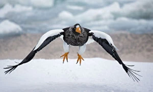 Stellers Eagle (Haliaeteus pelagicus) in flight over snow, Hokkaido, Japan, February