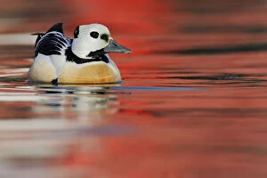 Images Dated 20th March 2012: Stellers eider duck (Polysticta stelleri) Batsfjord village harbour with red