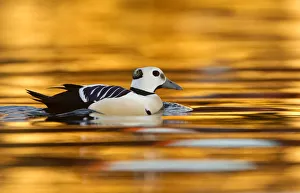 Copyspace Prints: Stellers Eider (Polysticta stelleri) male swimming, Varangerfjord, Norway, April