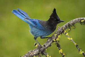 2019 September Highlights Gallery: Stellers jay (Cyanocitta stelleri) perched on branch. British Columbia, Canada, June