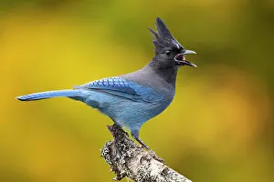 Oregon Prints: Steller's jay (Cyanocitta stelleri) perched on branch