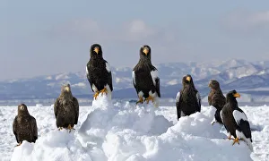 Images Dated 21st February 2014: Stellers sea eagle (Haliaeetus pelagicus) and White-tailed eagle (Haliaeetus