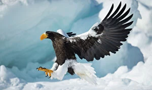 Biodiversity Hotspot Gallery: Stellers sea-eagle (Haliaeetus pelagicus) landing on pack ice, Hokkaido, Japan