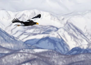 Stellers sea eagle (Haliaeetus pelagicus) in flight with mountains behind, Hokkaido