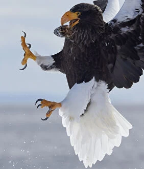 Stellers Sea Eagle (Haliaeetus pelagicus) with prey in beak in mid-air, Hokkaido