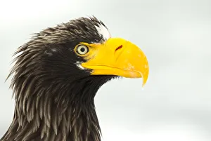 Stellers sea eagle (Haliaeetus pelagicus) close up portrait, Japan, February