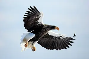 Steller's sea eagle (Haliaeetus pelagicus) coming in to land, Rausu, Hokkaido, Japan
