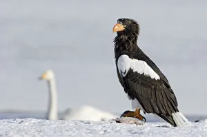 Stellers sea eagle (Haliaeetus pelagicus) with fish prey, Bewick swan in the background