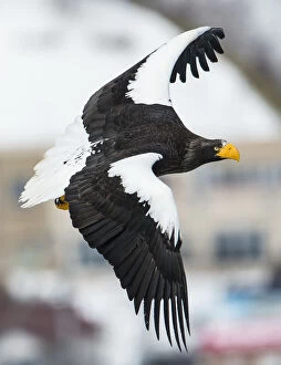 Bird Of Prey Collection: Stellers sea-eagle (Haliaeetus pelagicus) in flight, Hokkaido, Japan, February