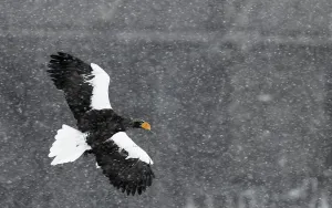 Stellers sea eagle (Haliaeetus pelagicus) flying through snow storm, Hokkaido