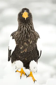 Stellers sea eagle (Haliaeetus pelagicus) on snowy ground, Japan, February