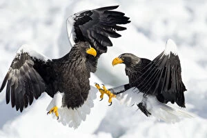 Eagles Gallery: Stellers Sea Eagles (Haliaeetus pelagicus) fighting on ice floe, Hokkaido, Japan