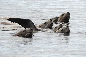 Stellers sea lions (Eumetopias jubatus) off the coast of the Great Bear Rainforest