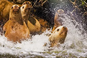 Enjoyment Prints: Stellers Sealion (Eumetopias jubata) stampede into the water. Clayoquot Sound