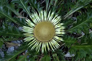 Sunflower Family Prints: Stemless carline thistle (Carlina acaulis) in flower, Pyrenees, Spain. August