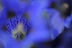 Magnus Elander Prints: Stemless gentian (Gentiana acaulis) close-up of flower, El Ilempo, Canillo, Andorra