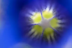 Liechtenstein Prints: Stemless gentian (Gentiana clusii) close-up of flower, Liechtenstein, June 2009